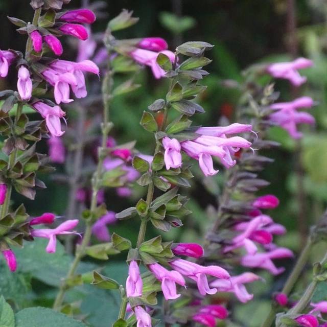 Salvia 'Arggr17011' PINK AMISTAD (Globe Planter)